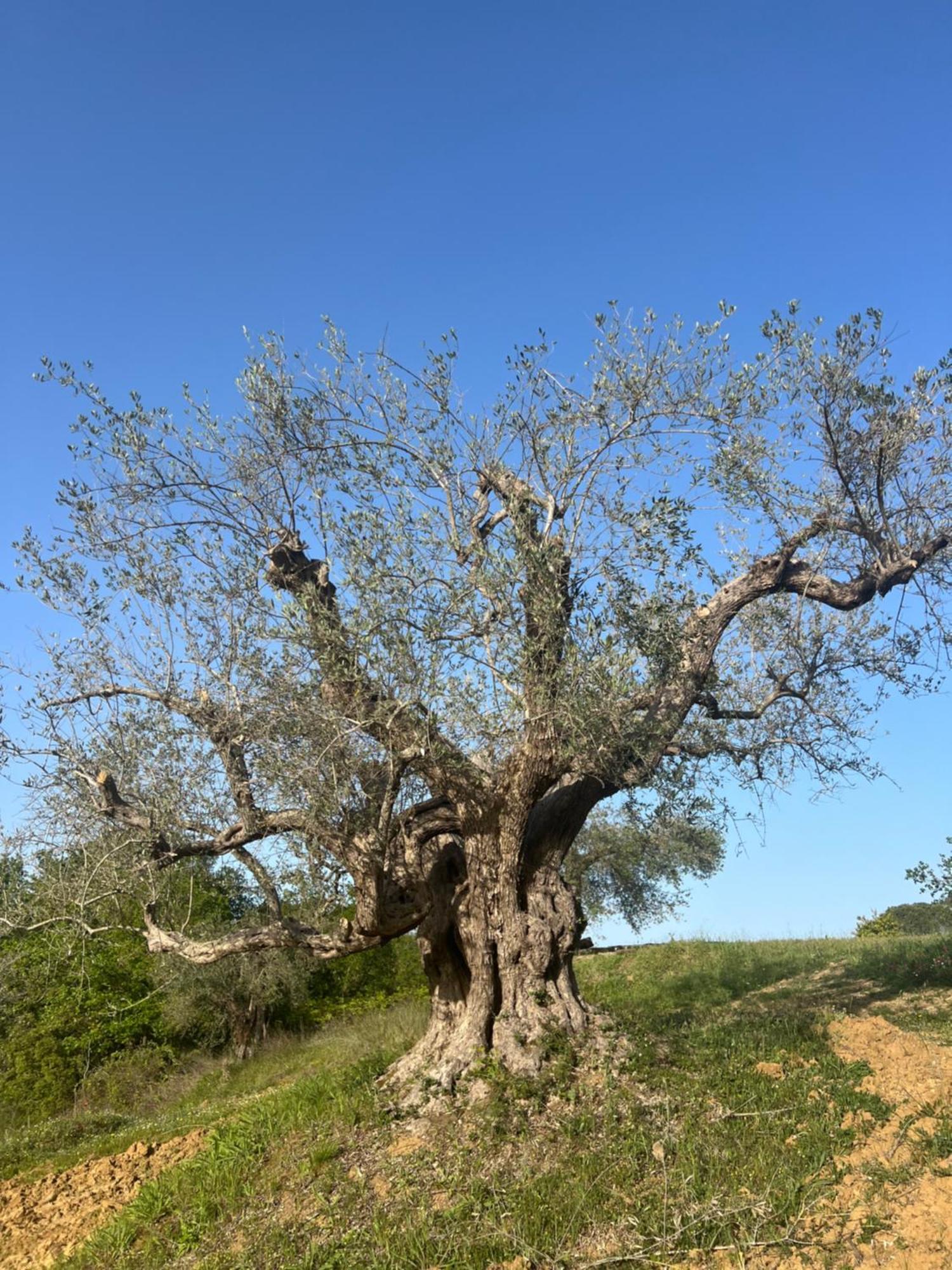 Agriresort Villa Bentivoglio Πιάτσα Αρμερίνα Εξωτερικό φωτογραφία